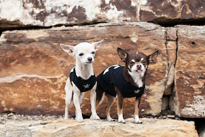 Bella & Buddha, Office Dogs