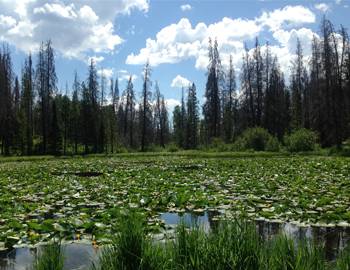 Lily Pad Lake Hike Frisco Colorado