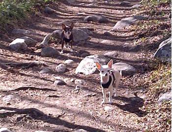 Hiking Peaks Trail Breckenridge Colorado Mountain Chihuahas