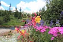 Top 3 Tips for Spring/Summer in the Summit Spring Flowers in Breckenridge