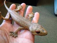 Night of the Iguana Night of the Iguana